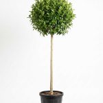 Tijli Ligustrum (Kurtbağrı) Ağacı