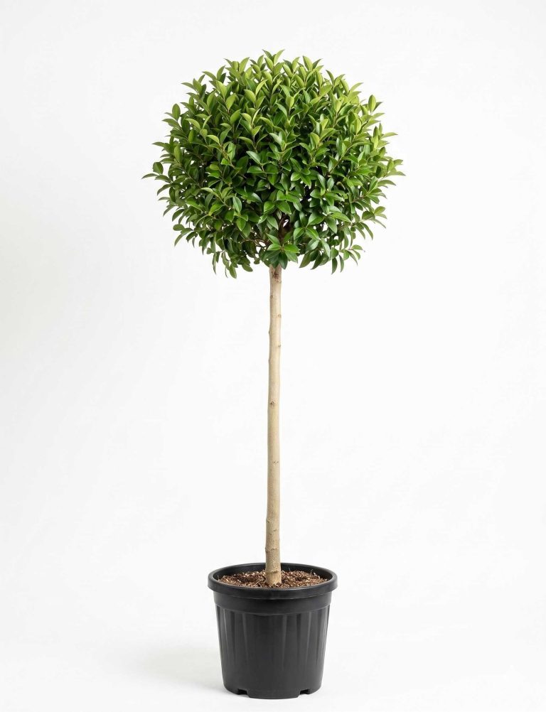 Tijli Ligustrum (Kurtbağrı) Ağacı